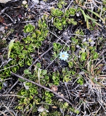Gentiana sedifolia