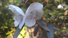 Eucryphia