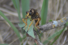 Dicranus