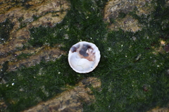 Trochita trochiformis