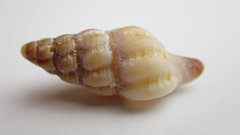 Latirus