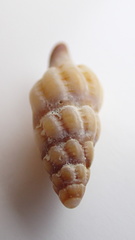 Latirus