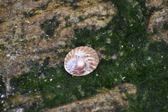 Trochita trochiformis