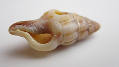 Latirus