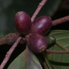 Amaioua guianensis