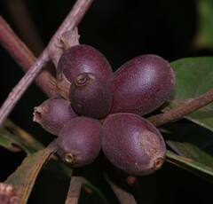 Amaioua guianensis