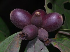 Amaioua guianensis