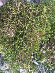 Anomodon viticulosus
