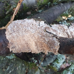Phlebia rufa