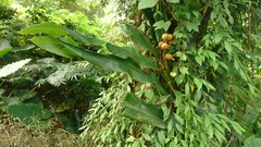 Alpinia uraiensis