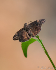 Erynnis zarucco