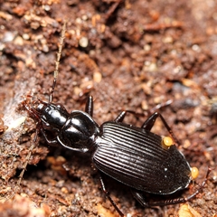 Platynus decentis