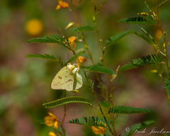Chamaecrista fasciculata