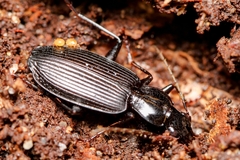 Platynus decentis