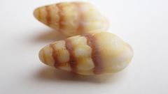 Fasciolariidae