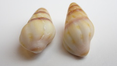 Fasciolariidae