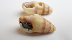 Fasciolariidae
