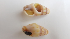 Fasciolariidae