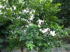 Ehretia dicksonii