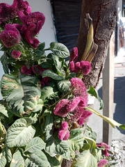 Celosia argentea