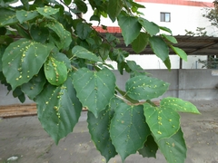 Ehretia dicksonii