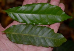 Synima cordierorum