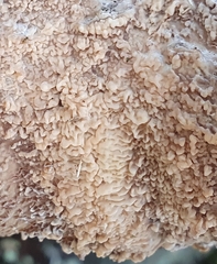 Phlebia rufa