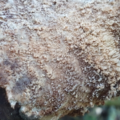 Phlebia rufa