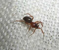 Microneta viaria