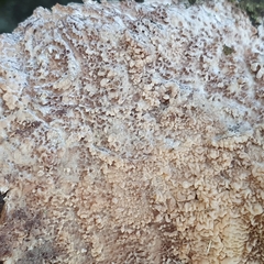 Phlebia rufa