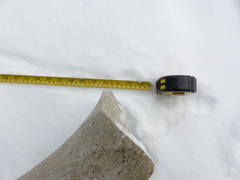 Balaenoptera musculus