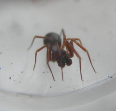 Microneta viaria