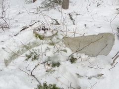 Balaenoptera musculus