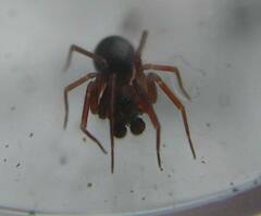Microneta viaria