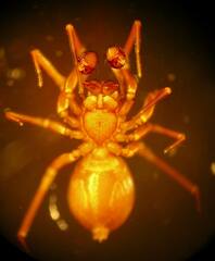 Microneta viaria