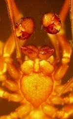 Microneta viaria