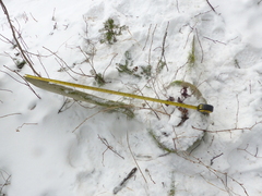 Balaenoptera musculus