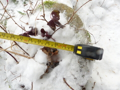 Balaenoptera musculus