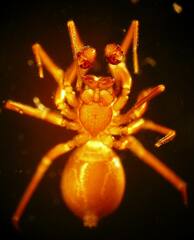 Microneta viaria