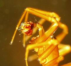 Microneta viaria