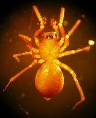 Microneta viaria