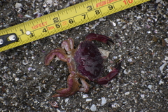 Platyxanthus orbignyi