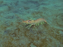Pleoticus muelleri