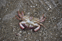 Platyxanthus orbignyi