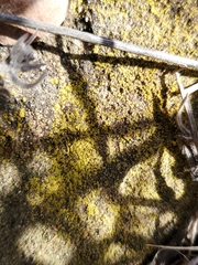 Candelariella rosulans