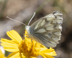 Pontia occidentalis