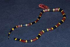 Micrurus tener tener