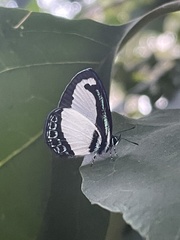 Psychonotis caelius