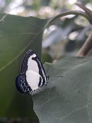 Psychonotis caelius