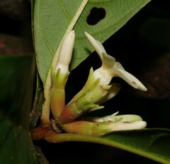 Amaioua guianensis